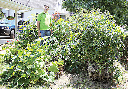 Andrew LaBanc of Hillsboro stands among his abundant straw bale garden where he is growing tomatoes, cucumbers, zucchini and pumpkins. Growing plants from straw bales instead of in the ground provides numerous benefits, including reduced strain on the body from digging and constant weeding the garden.